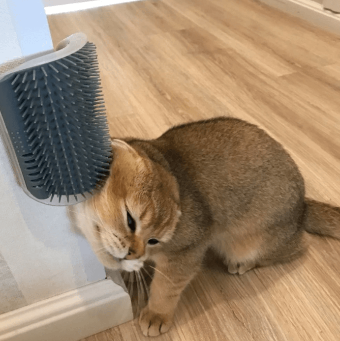 PurrBrush™ – Selbstmassage-Winkelbürste für Katzen | 1+1 GRATIS