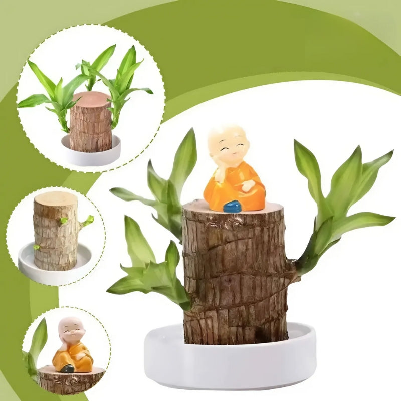 FortuNova™ – Glück bringende brasilianische Holzpflanze